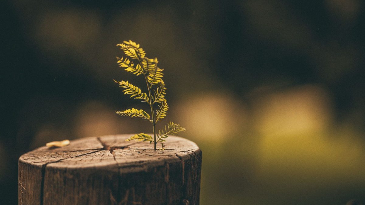 Cut tree stub with a small new stem growing from it, symbolising renewal and a different way forward.